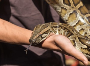 Combien coûtent les serpents ? Liste de prix des espèces