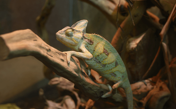 15 nejlepších typů chameleonů:Nejlepší chameleoni pro domácí mazlíčky