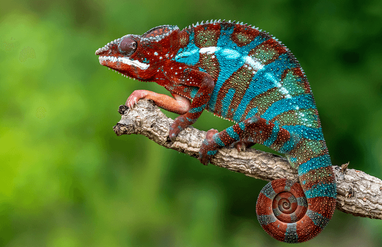 15 nejlepších typů chameleonů:Nejlepší chameleoni pro domácí mazlíčky