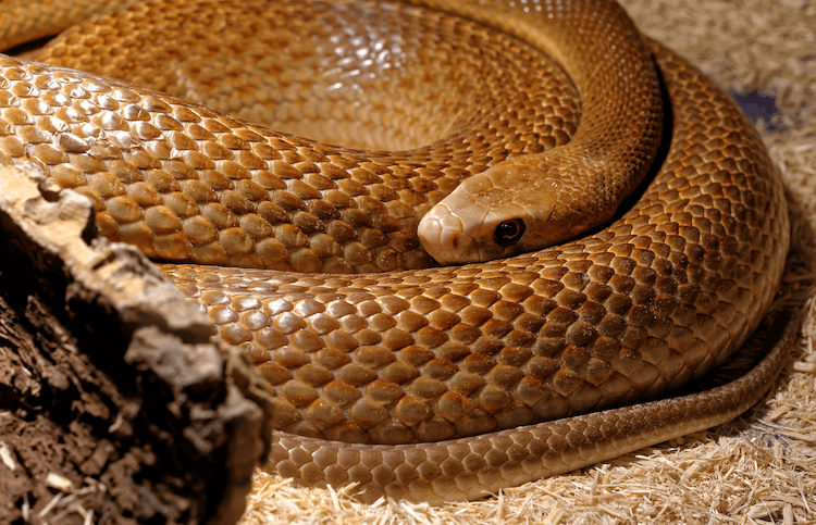As 13 cobras mais venenosas do mundo