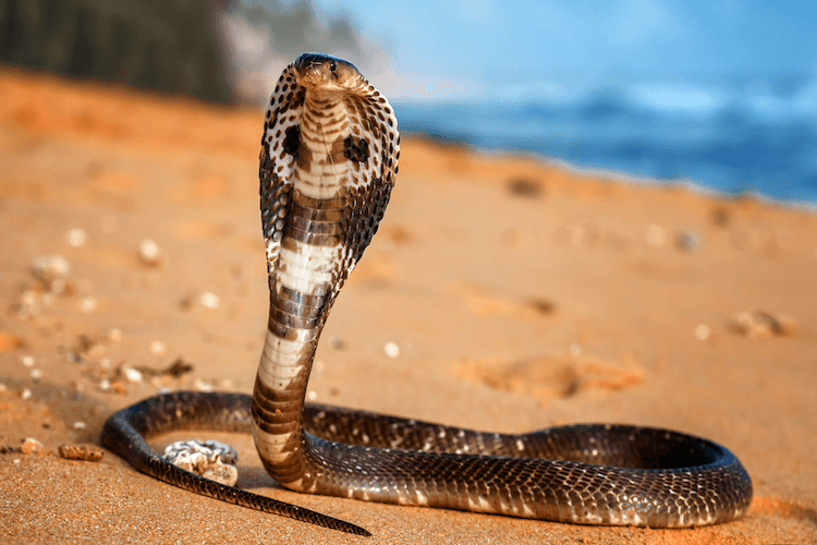I 13 serpenti più velenosi del mondo