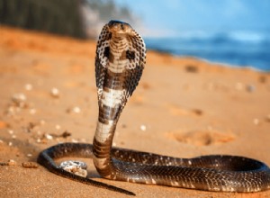 Top 13 meest giftige slangen ter wereld