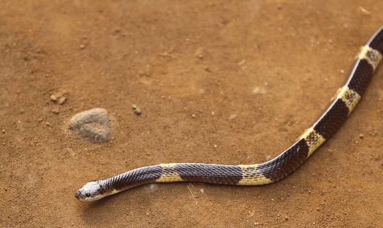 Top 13 meest giftige slangen ter wereld