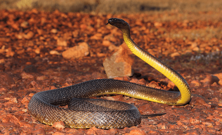 세계에서 가장 유독한 뱀 상위 13개