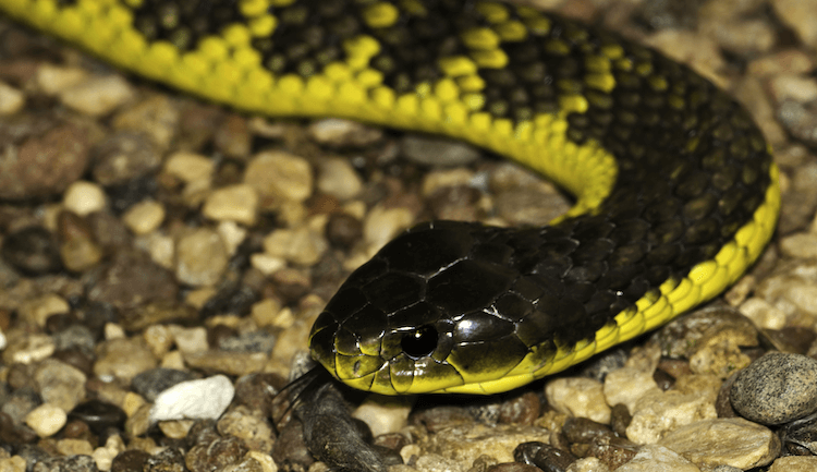 Top 13 mest giftiga ormar i världen