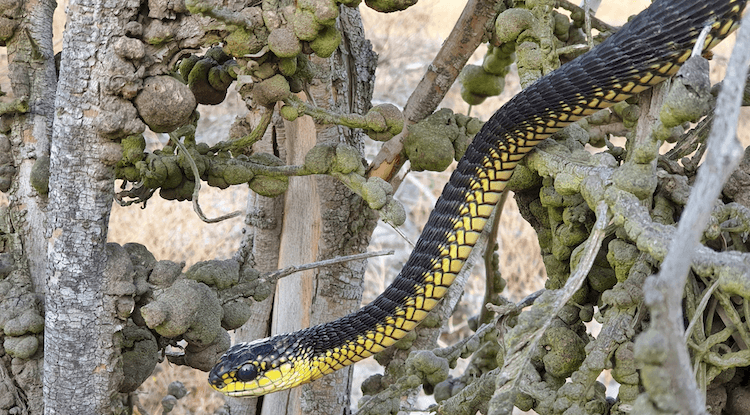 Top 13 mest giftiga ormar i världen