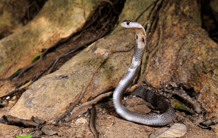 13 nejjedovatějších hadů na světě