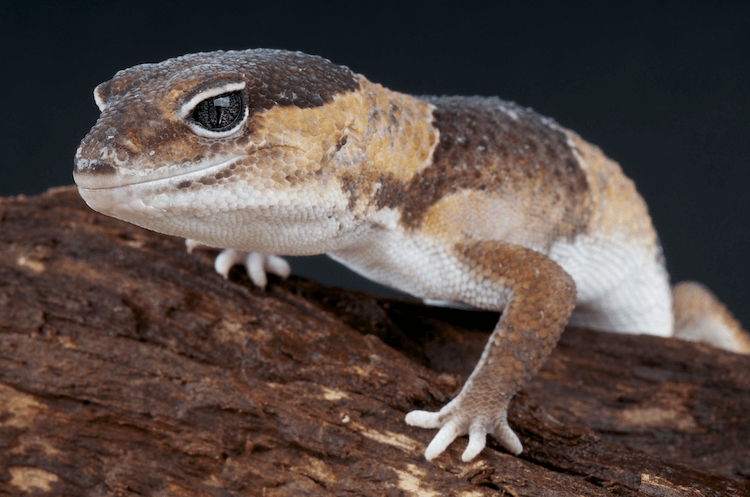 Top 15 lagartos de estimação mais fáceis para iniciantes