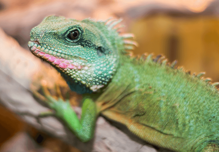 Top 15 lagartos de estimação mais fáceis para iniciantes