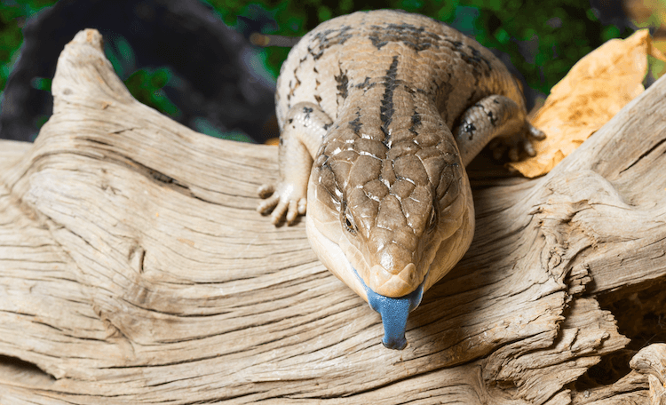 초보자를 위한 가장 쉬운 애완용 도마뱀 15가지