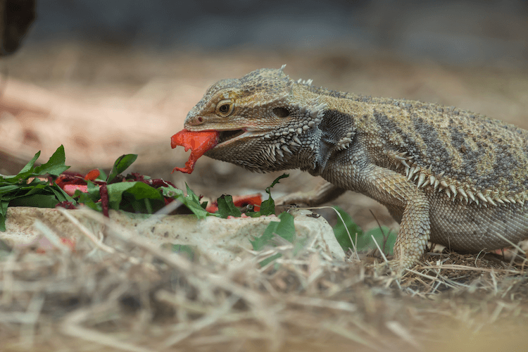 Cosa mangiano i draghi barbuti? Tabella di alimentazione, lista degli alimenti e dieta 