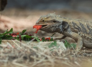 Que mangent les dragons barbus ? Tableau d alimentation, liste d aliments et régime