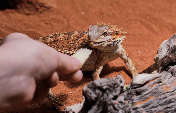O que os dragões barbudos comem? Tabela de alimentação, lista de alimentos e dieta
