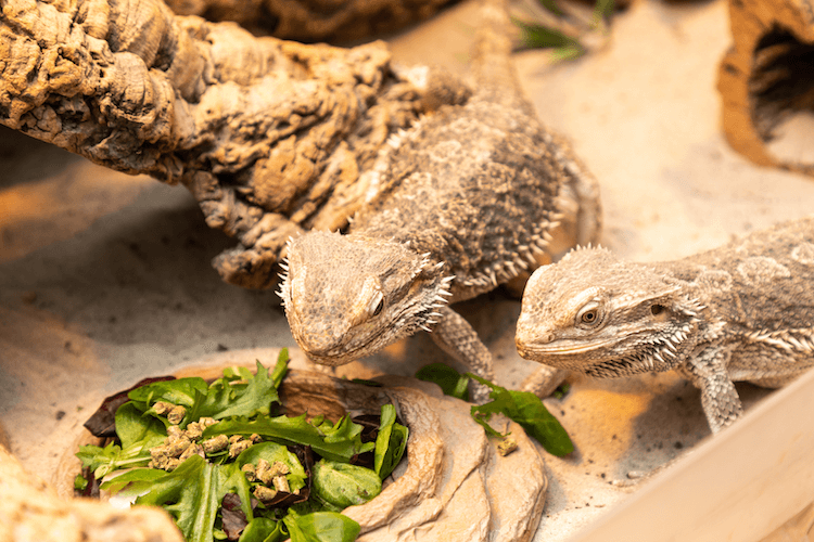 Cosa mangiano i draghi barbuti? Tabella di alimentazione, lista degli alimenti e dieta 