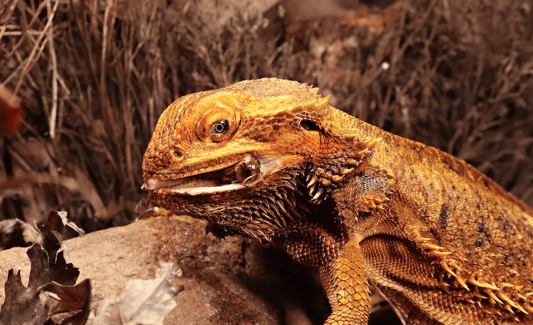 O que os dragões barbudos comem? Tabela de alimentação, lista de alimentos e dieta