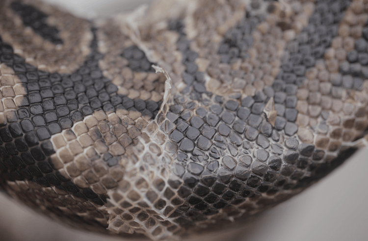 Péče o míč Python:Kryt, osvětlení, krmení a další