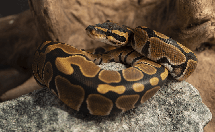 Fiche d entretien du python royal :Enclos, éclairage, alimentation et plus
