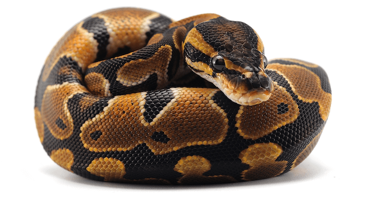 Péče o míč Python:Kryt, osvětlení, krmení a další