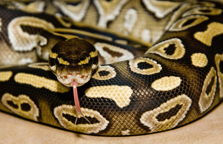 Fiche d entretien du python royal :Enclos, éclairage, alimentation et plus