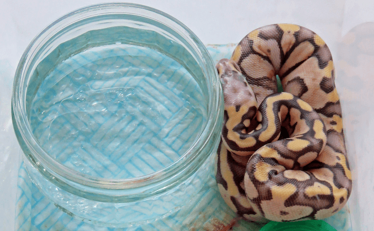 Quelle est la taille des pythons royaux ? Tableaux des tailles par âge