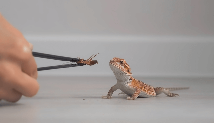 Cucciolo di drago barbuto:7 consigli per la cura che dovresti sapere
