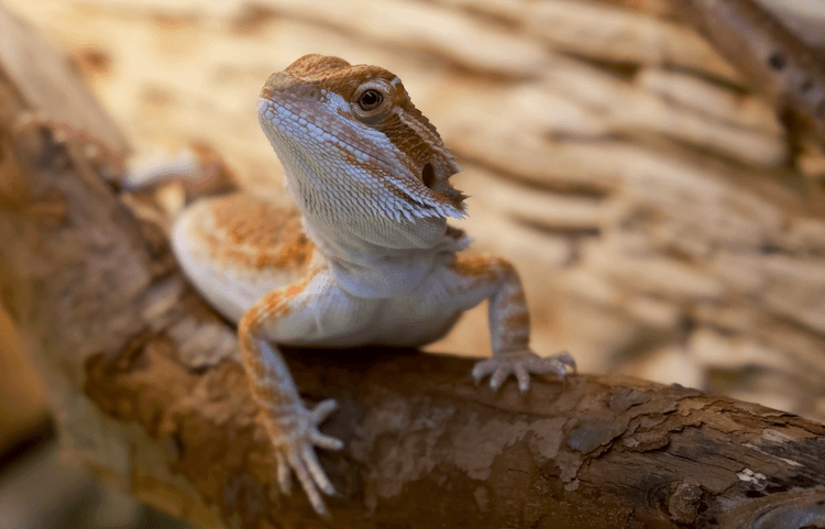 Bebê dragão barbudo:7 dicas de cuidados que você deve saber