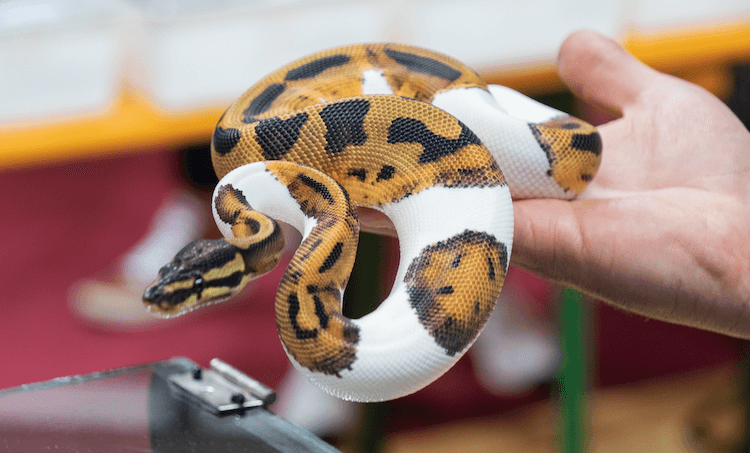 Quelle est la taille des pythons royaux ? Tableaux des tailles par âge
