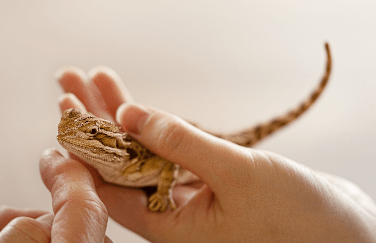 Cucciolo di drago barbuto:7 consigli per la cura che dovresti sapere