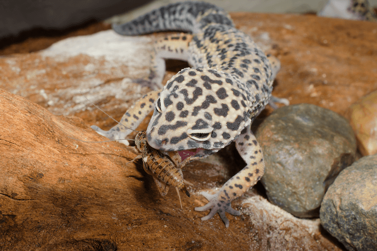 O que as lagartixas leopardo comem? Insetos Alimentadores, Lista de Alimentos e Dieta
