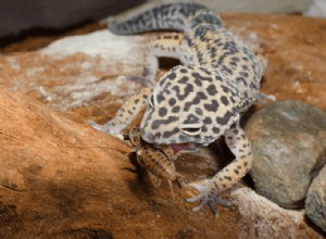 Co jedí gekoni leopardí? Krmný hmyz, seznam potravin a strava