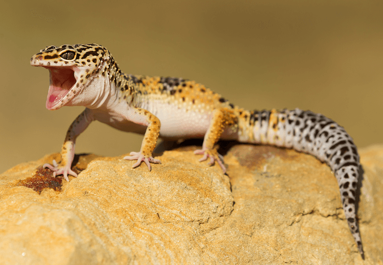 Что едят леопардовые гекконы? Насекомые-кормушки, список продуктов и диета
