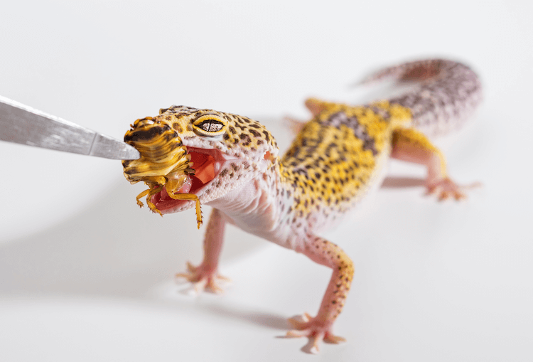 Co jedí gekoni leopardí? Krmný hmyz, seznam potravin a strava