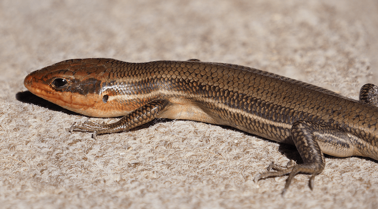 플로리다 도마뱀:플로리다의 일반 도마뱀 25마리 및 사진