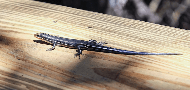 Lézards de Floride :25 lézards communs de Floride et photos