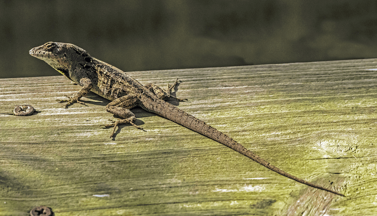 Florida Lizards：25 Common Lizards of Florida＆Pictures