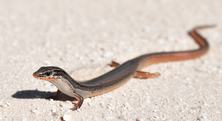 플로리다 도마뱀:플로리다의 일반 도마뱀 25마리 및 사진