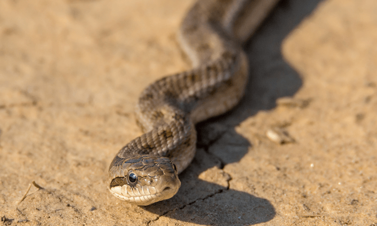 Милые змеи:30 очаровательных видов, которые украсят ваш день