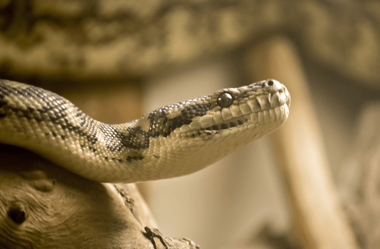 Serpenti carini:30 specie adorabili per illuminare la tua giornata