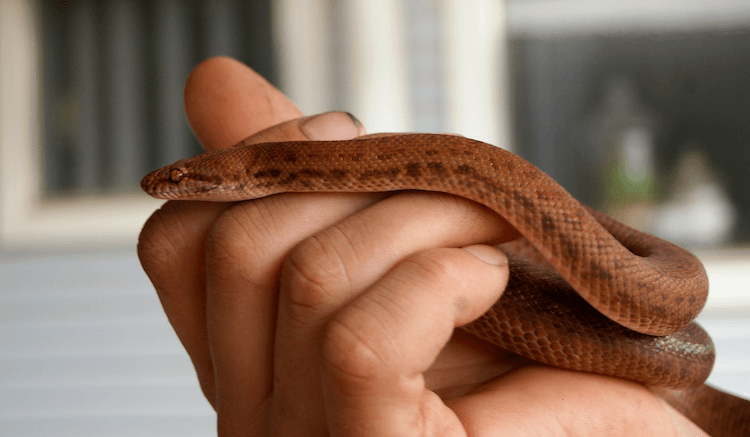 Roztomilí hadi:30 rozkošných druhů, které vám rozjasní den