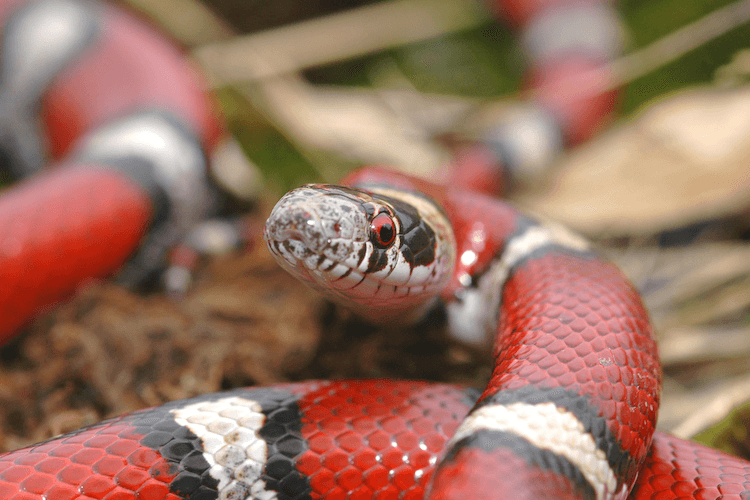 Cobras fofas:30 espécies adoráveis ​​para alegrar seu dia