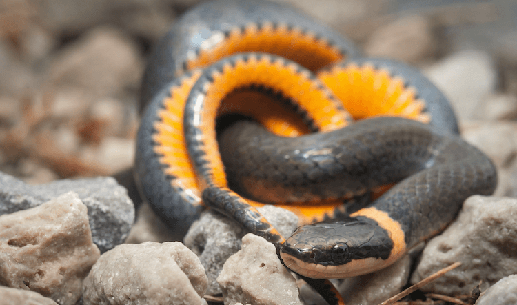 Serpenti carini:30 specie adorabili per illuminare la tua giornata