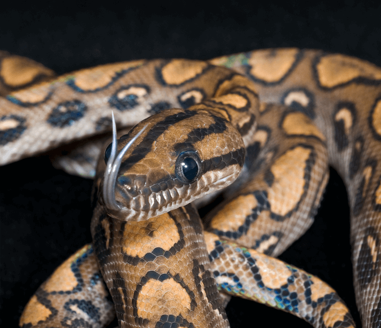 Roztomilí hadi:30 rozkošných druhů, které vám rozjasní den