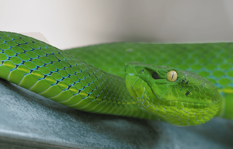 Милые змеи:30 очаровательных видов, которые украсят ваш день