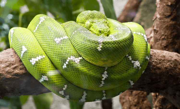귀여운 뱀:당신의 하루를 밝게 해줄 30종의 사랑스러운 종