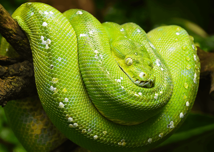 Serpents mignons :30 espèces adorables pour égayer votre journée