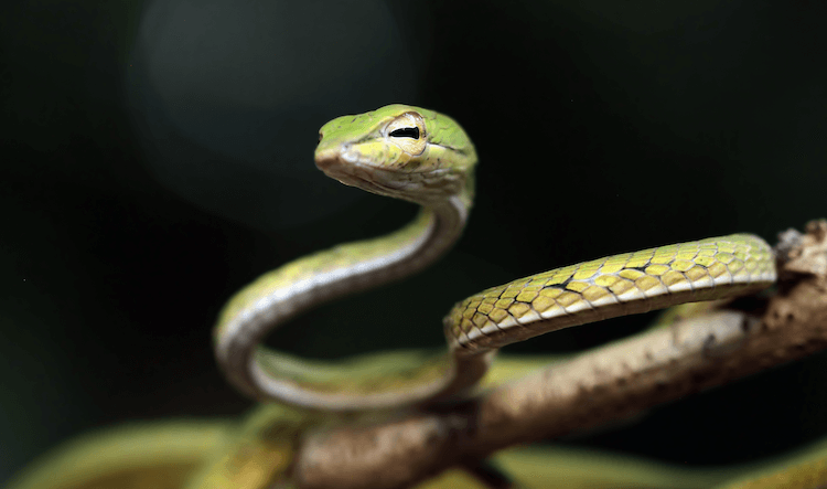 귀여운 뱀:당신의 하루를 밝게 해줄 30종의 사랑스러운 종