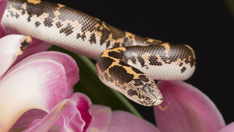 Schattige slangen:30 schattige soorten om je dag op te fleuren