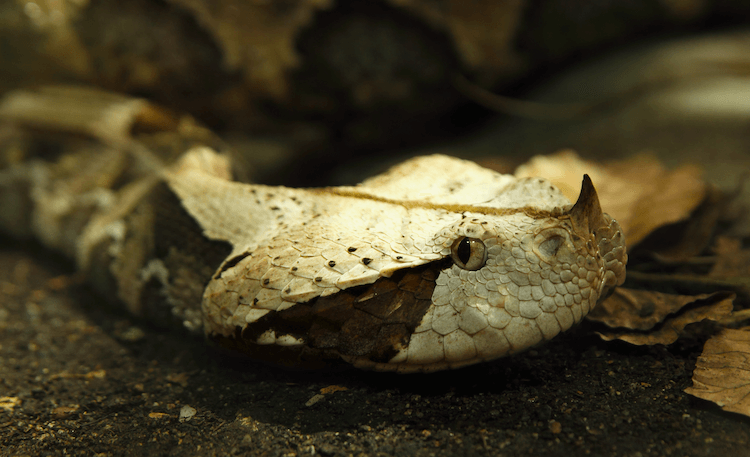Cobras fofas:30 espécies adoráveis ​​para alegrar seu dia