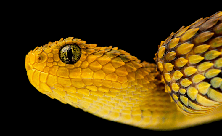 Schattige slangen:30 schattige soorten om je dag op te fleuren