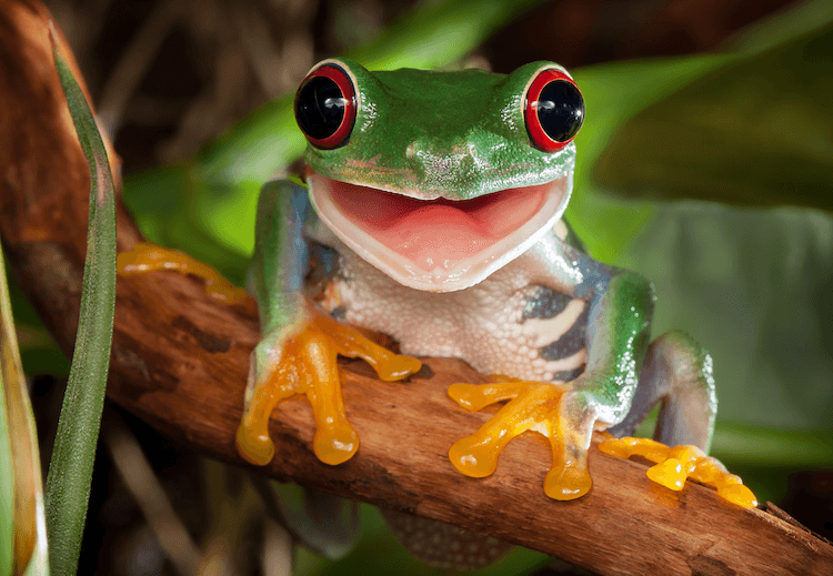 Co jedí žáby? Tabulka krmení, seznam potravin a dieta